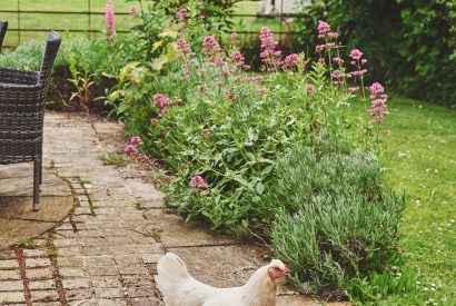 The garden at Apple Tree Cottage, Cotswolds