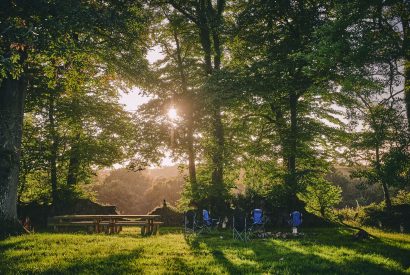 The woodlands at Roupel Hall, Devon