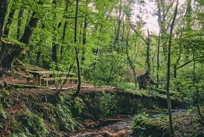 The woodlands at Roupel Hall, Devon