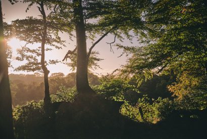 The woodlands at Roupel Hall, Devon