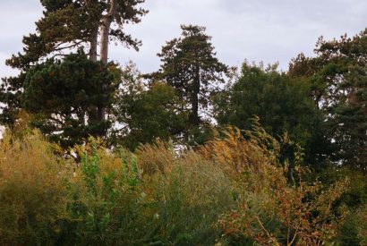 The grounds at Cedar Lodge, Herefordshire