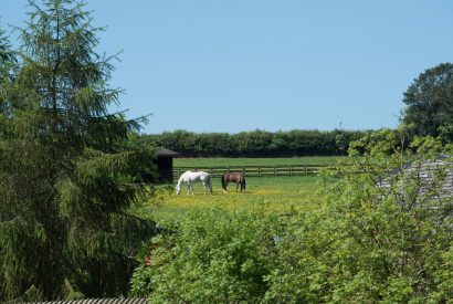 The grounds at Wood Cottage, Worcestershire