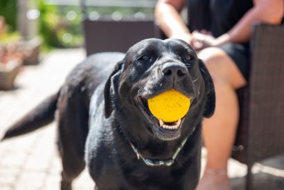 Dog friendly stay at Shepherd's Lakeview, Somerset