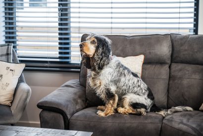 A dog on the sofa at Porthleven View, Cornwall