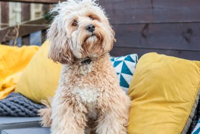 Dogs welcome at Wavecrest, Cornwall
