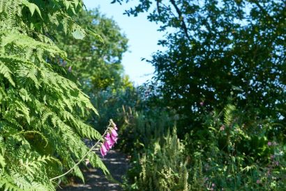 The garden at Fern House, Devon