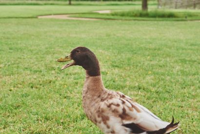 A duck at The Barnstay, Hampshire