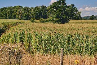 The garden at Curious Calf, Herefordshire