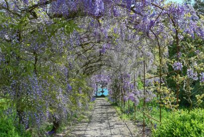The wisteria tunnel at Cornish Castle, Cornwall