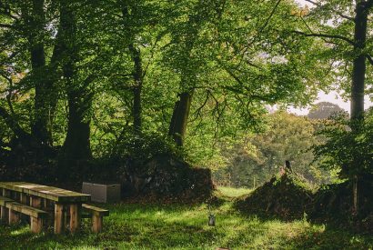 The woodlands at Roupel Hall, Devon