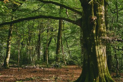 The woodlands at Roupel East Wing, Devon