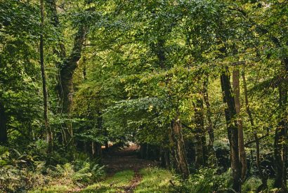 The woodlands at Roupel East Wing, Devon
