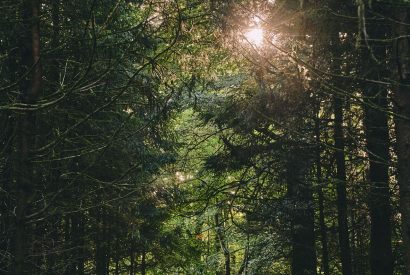 The woodlands at Roupel East Wing, Devon