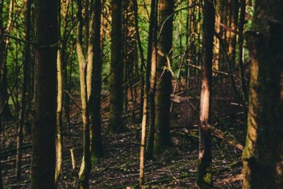 The woodlands at Roupel East Wing, Devon