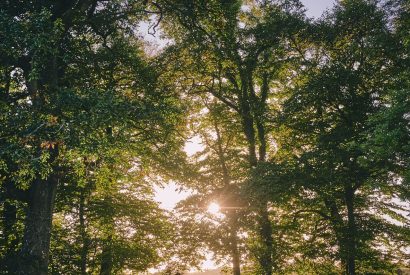 The woodlands at Roupel East Wing, Devon