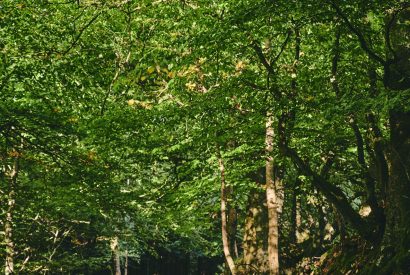 The woodlands at Roupel East Wing, Devon