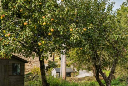 The garden at Padstone Farmhouse, Cornwall