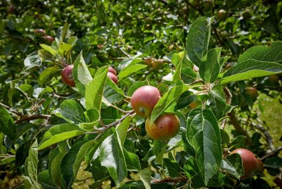 Apple trees at Haymaker Barn, Cotswolds