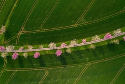 The drive lined with cherry blossoms at The Hideaway, Yorkshire