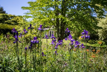 The garden at The Creamery, Somerset