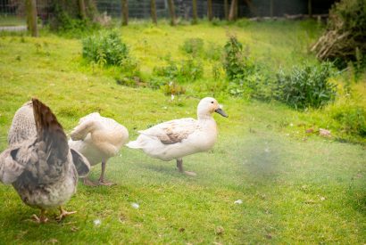 The grounds at Bracken Barn, Devon