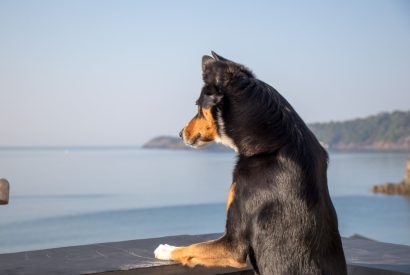 Dogs welcome at Lightkeepers Cottage, Cornwall