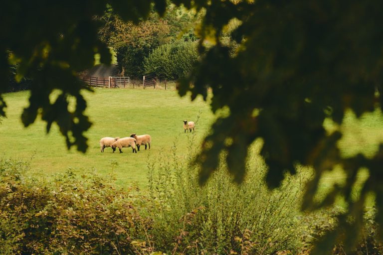 Animals grazing on the farmland