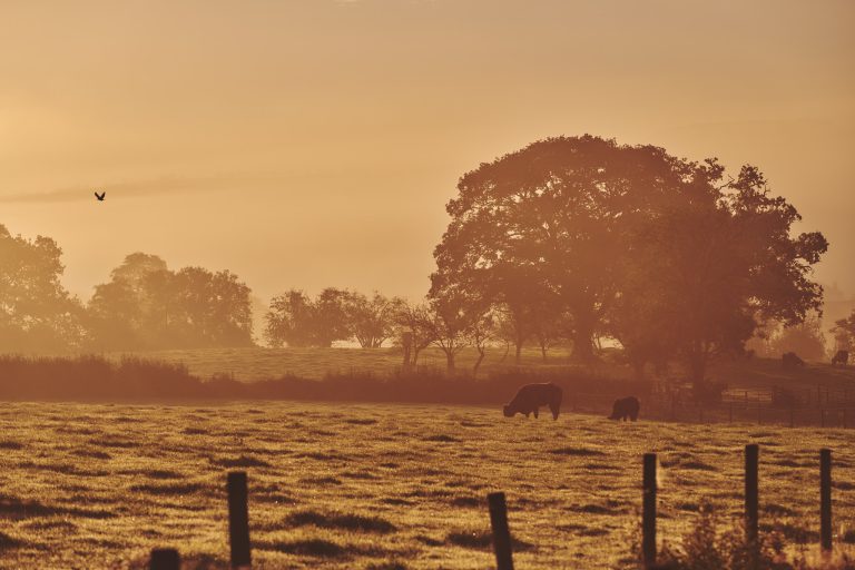 Animals grazing on the farmland
