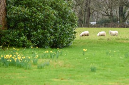 The garden at Plas Efailnewydd, Llyn Peninsula