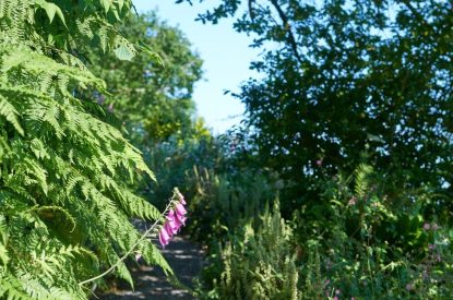 The garden at Fern House, Devon