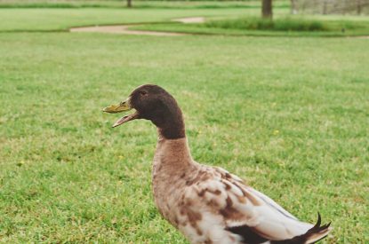 A duck at The Barnstay, Hampshire