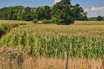 The garden at Curious Calf, Herefordshire