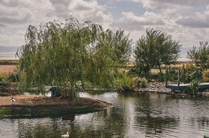 The pond in the shared garden at Sunflower Cottage, Vale of Glamorgan