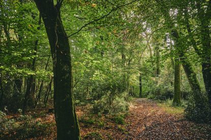 The woodlands at Roupel Estate, Devon