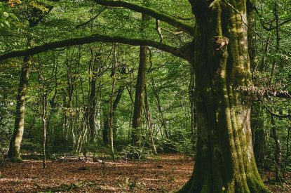 The woodlands at Roupel East Wing, Devon