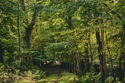The woodlands at Roupel East Wing, Devon