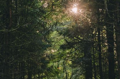 The woodlands at Roupel East Wing, Devon