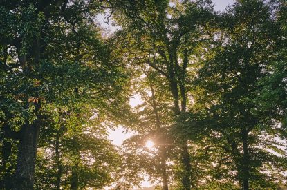 The woodlands at Roupel East Wing, Devon
