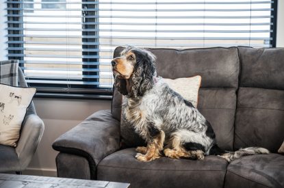A dog on the sofa at Porthleven View, Cornwall