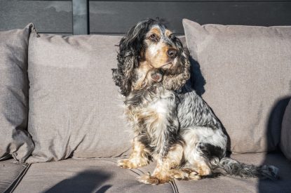 A dog at Porthleven View, Cornwall
