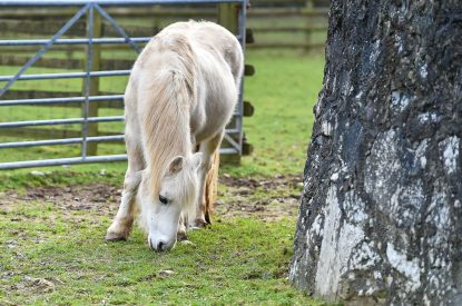 A pony at Ty Alwyn, Llyn Peninsula