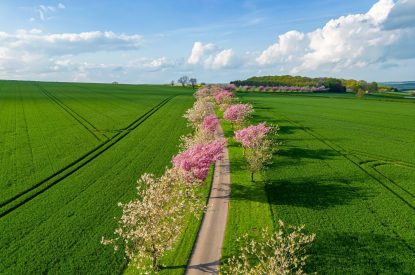 The driveway lined with cherry blossoms at Cowdale Cottage, Yorkshire