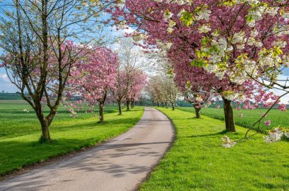 The drive lined with cherry blossoms at The Hideaway, Yorkshire