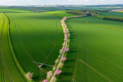 The drive lined with cherry blossoms at The Hideaway, Yorkshire