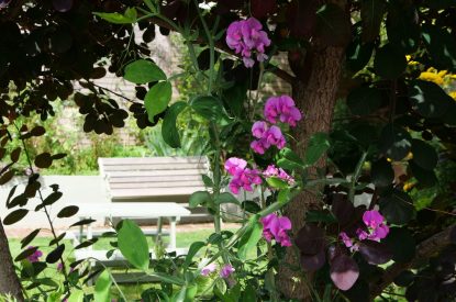 A bench in the garden at Sweet Shop Cottage, Somerset