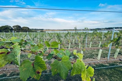 A vineyard overlooking the sea at Brickworks and Vines, Isle of Wight