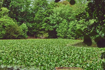 A dock over the lake at Estate Lodge, Welsh Borders