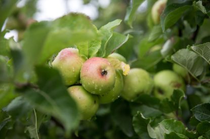 The garden at Fox Cottage, Cotswolds