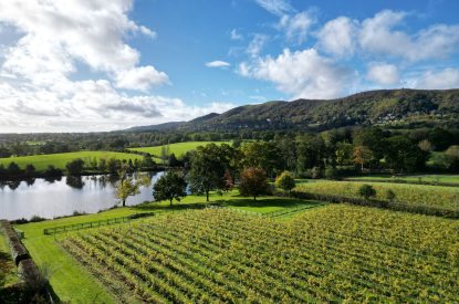 The vineyard at The Vineyard Lake House, Malvern Hills