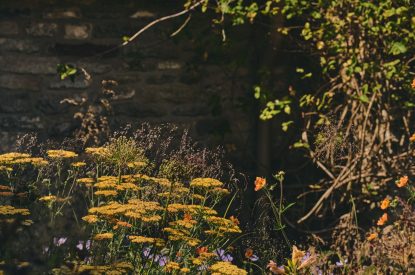 The grounds at The Granary, Somerset